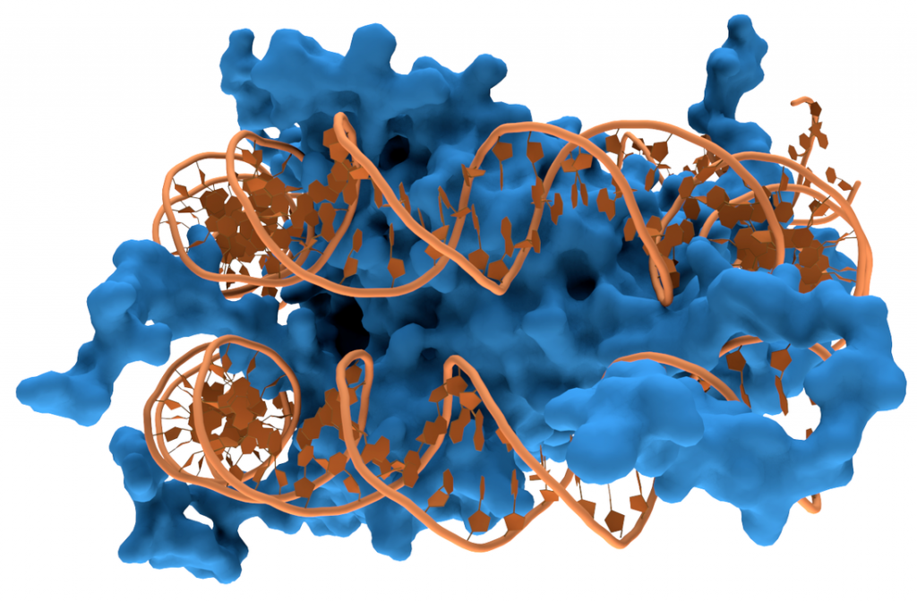 To histone, or not to histone...