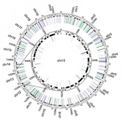 The Genome in 3D