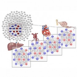 The Genetic Network of the Systems