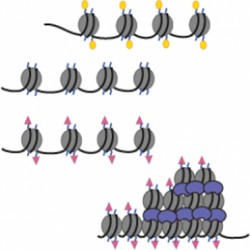 Vitamin 'epigenetically switches' Friedreich's ataxia gene back on in humans