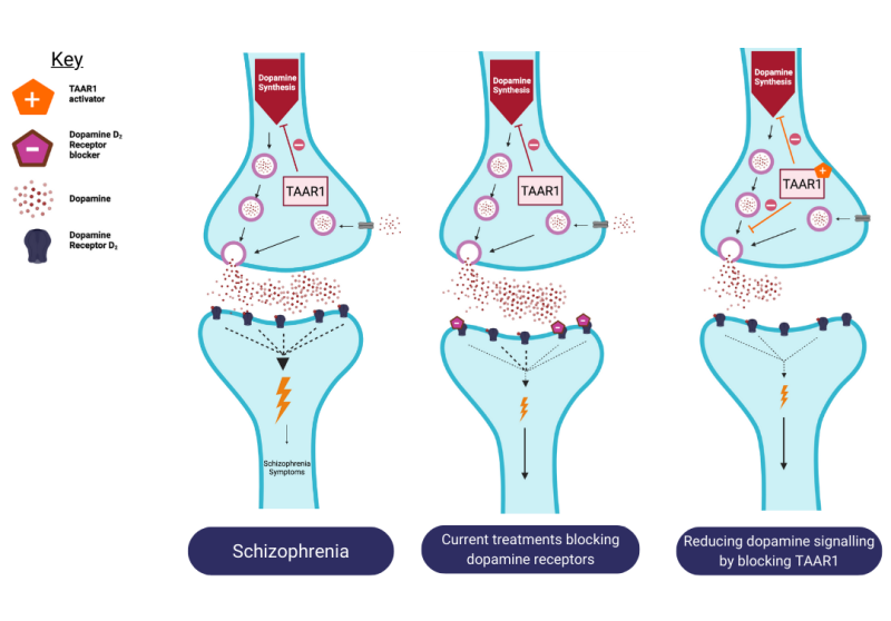 a-review-of-a-drug-target-for-schizophrenia-treatment