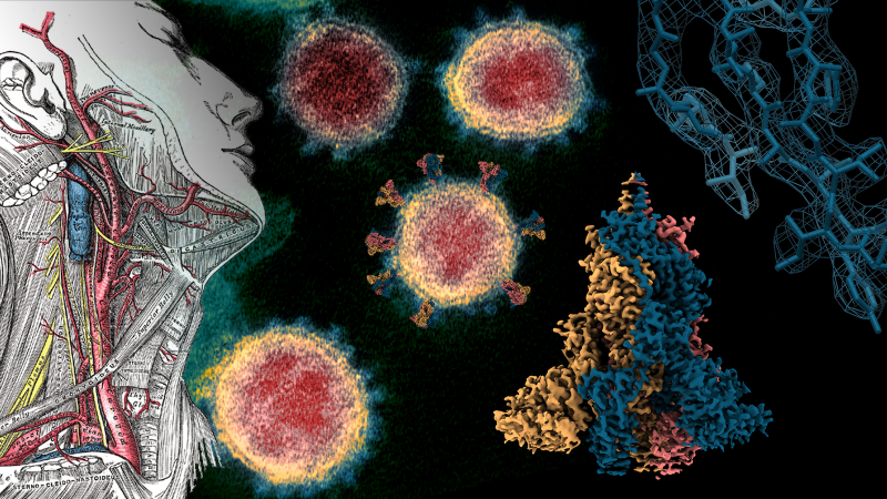 Structural biology reveals the molecular workings of COVID-19 proteins