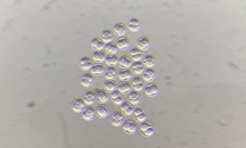 Image of mouse embryos at 2-cell stage visualised by light microscopy. Two blastomeres (cells) can be seen inside the zona pellucida (a “shell-like” protective outer layer) of each embryo.