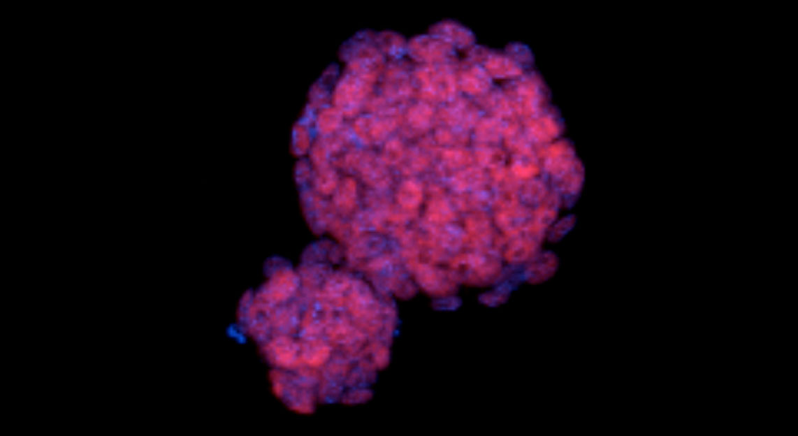 Colonies of mouse embryonic stem cells.