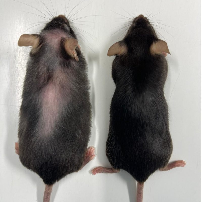 Identical twin mice of the same age