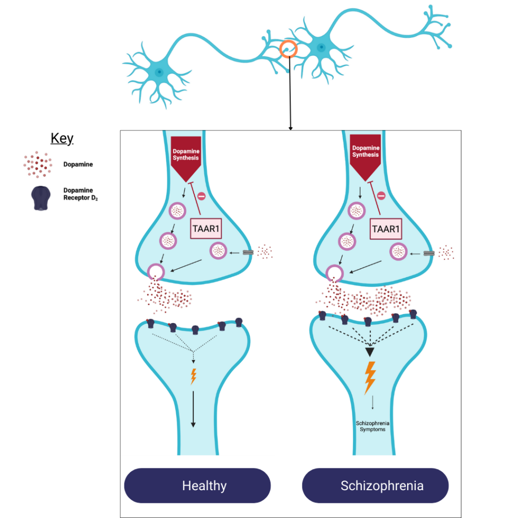 A review of a drug target for schizophrenia treatment