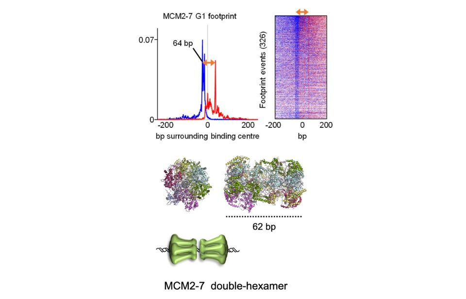 Scientific figures relating to MCM2-7 and its structure