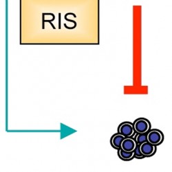 Senescence Barrier to Stem Cells