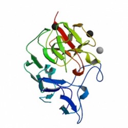 Evolutionary Changes in ApoER2