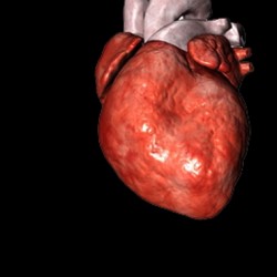 Genetic Link for a 'Heavy Heart'