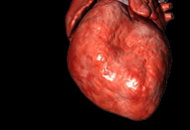 Genetic Link for a 'Heavy Heart'