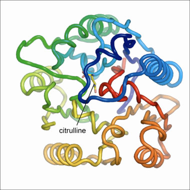 Nitric Oxide Signalling