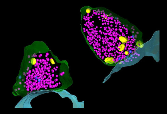 BPoD - Neuron Membrane Shaper