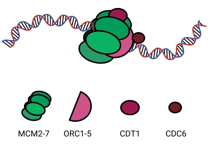 Human DNA licensing complex