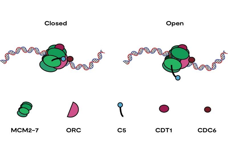 Diagram of the MCM2-7 protein complex bound to DNA in the open and closed positions