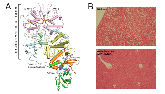 Cellular Stress