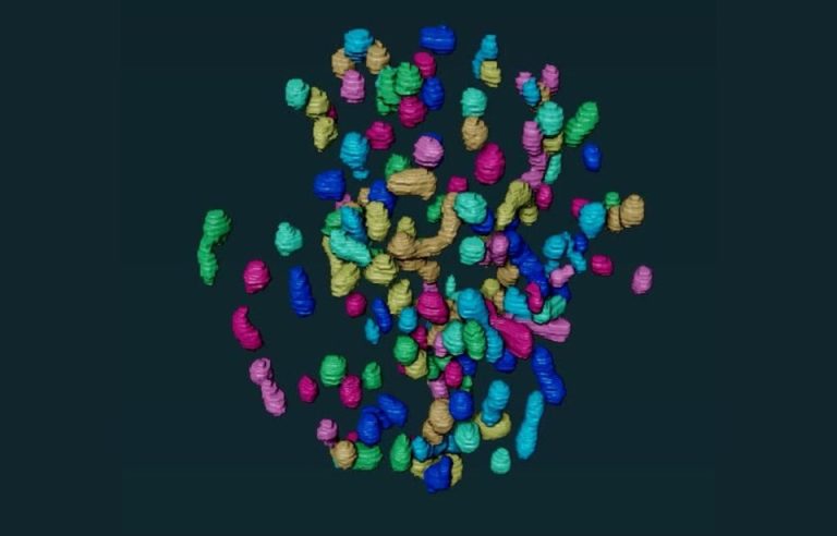 3D mitochondrial network
