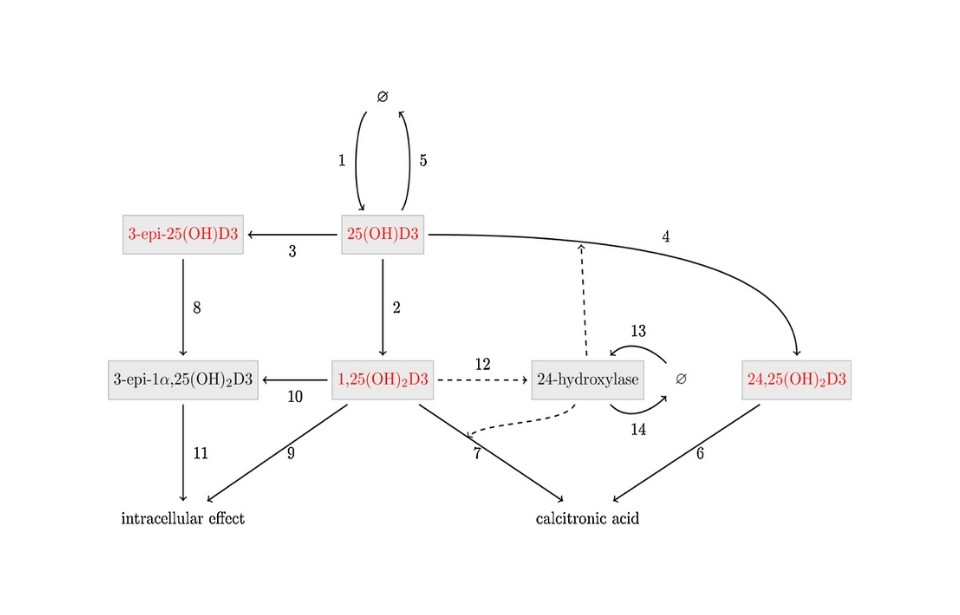 Metabolism of Vitamin D