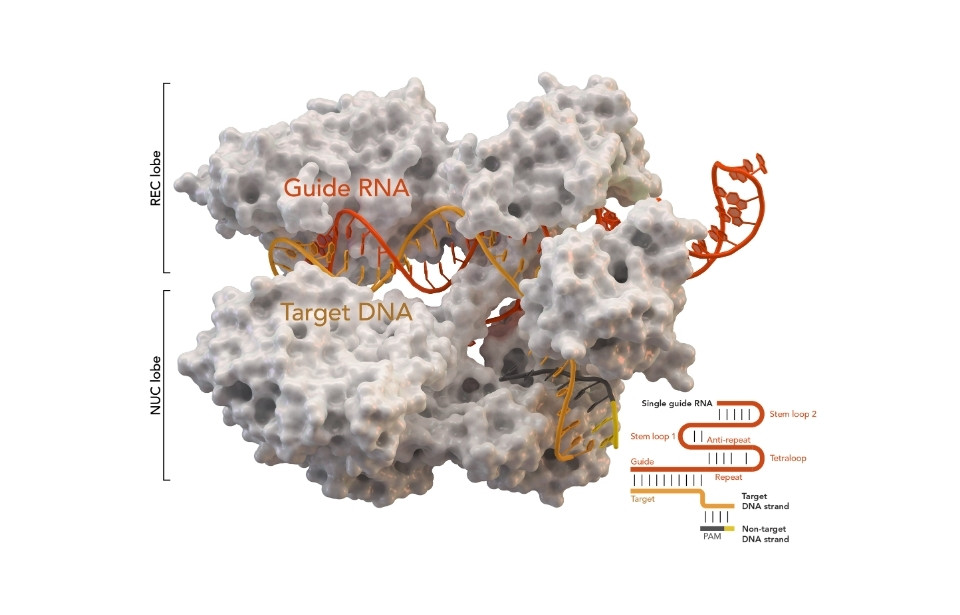 A model depicting CRISPR-Cas9