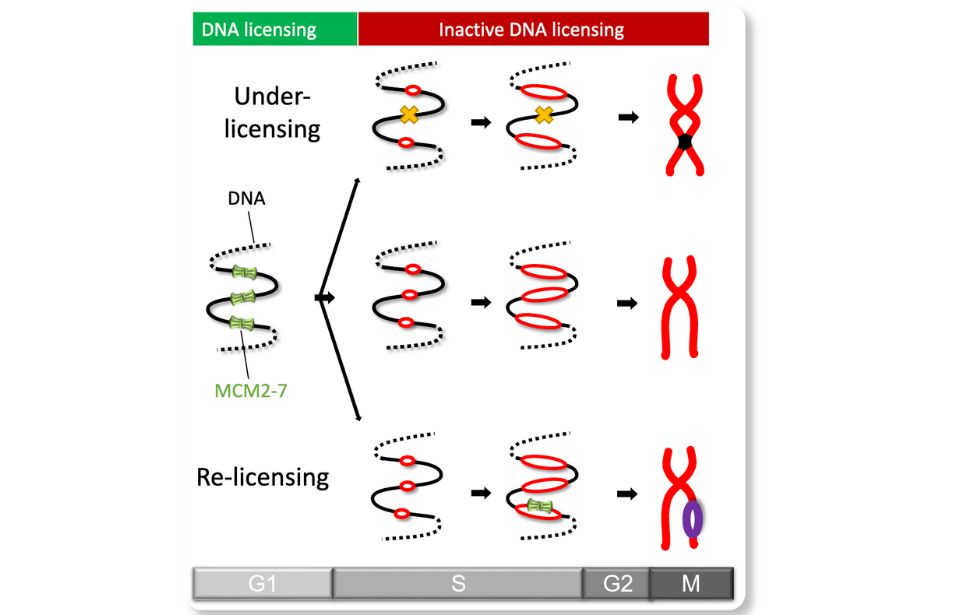 DNA licensing