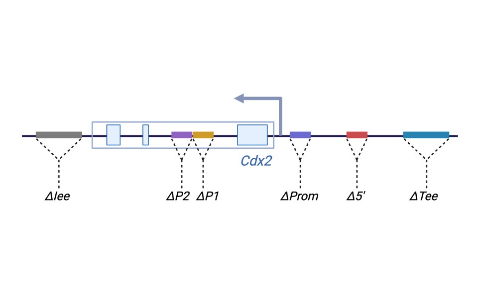 Genetic diagram