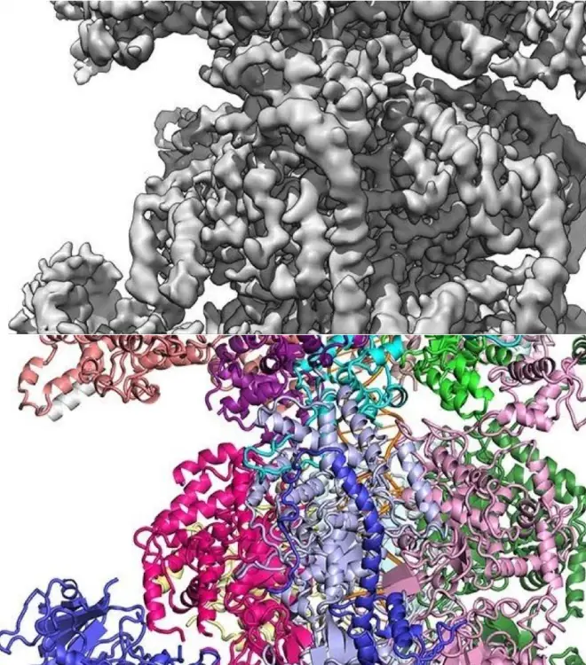 DNA replication