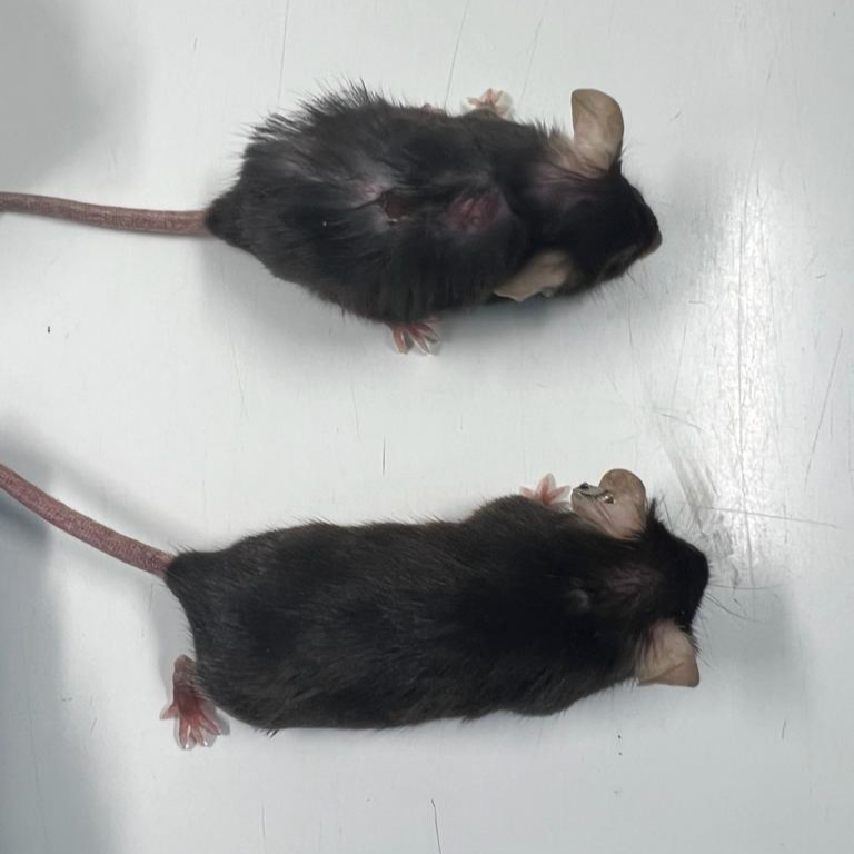 Identical twin mice of the same age