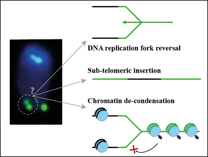 Telomere Replication and Stability