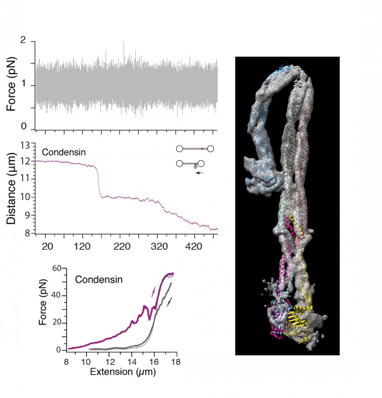 DNA Motors