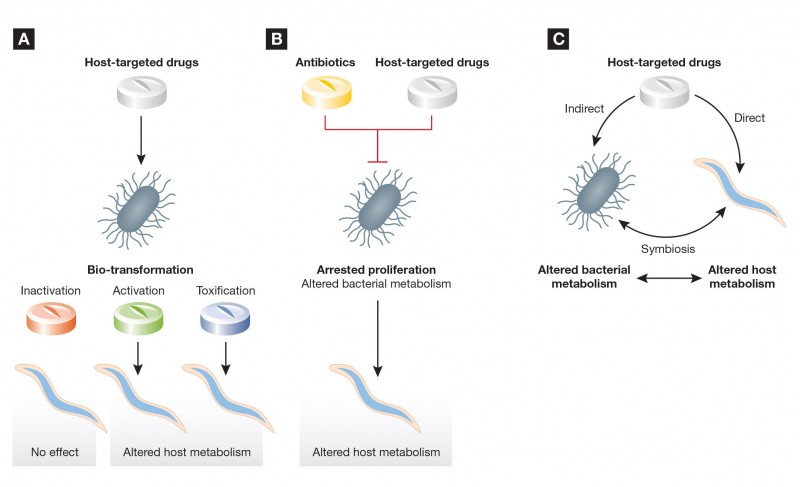 Host-Microbe Co-Metabolism