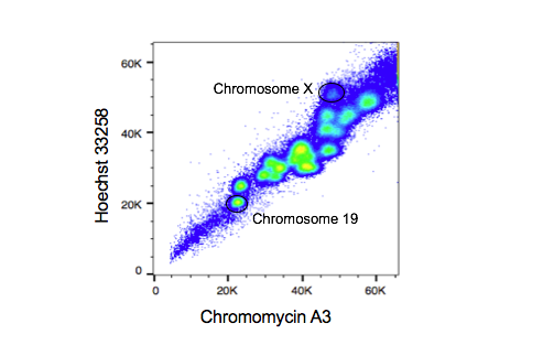 Lymphocyte Development