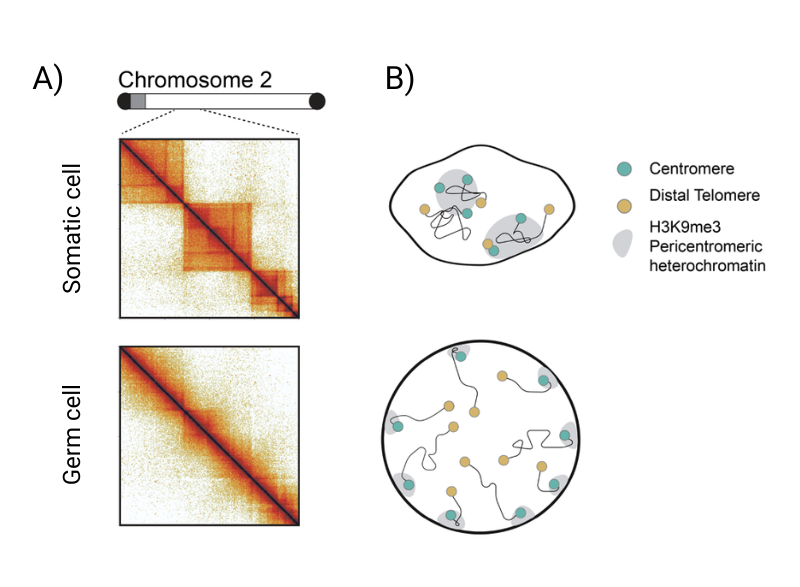 A figure from a publication showing a Hi-C contact heatmap on the left and a schematic of the genome architecture shows how chromosomes become more separated in distance inside the nucleus on the right.