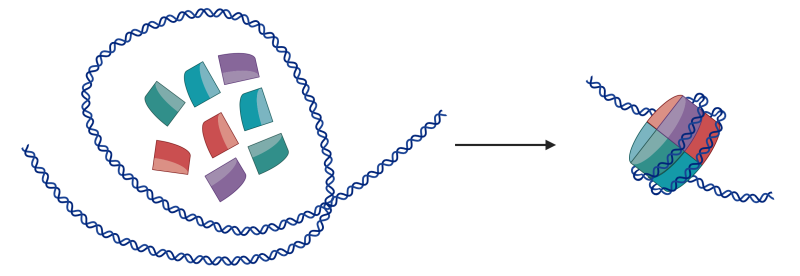 Formation of a nucleosome from DNA and protein