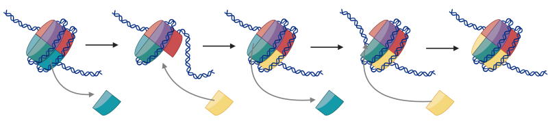 The process of histone exchange by SWR1