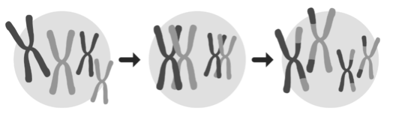 Genomic variation and disease