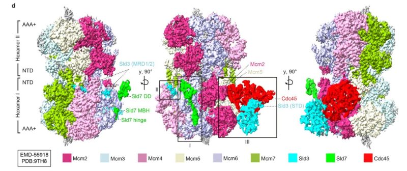 Colourful structural view of the MCM2-7 helicase with Sld3, Sld7 and Cdc45 bound at the site where Cdc45 is delivered. Structure derived from cryogenic electron microscopy data.