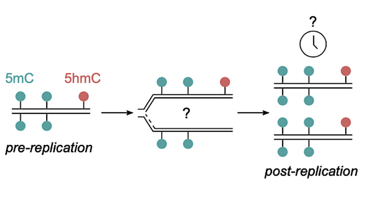 Unraveling the Dynamics of Modifications