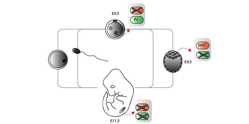 Reprogramming and Chromatin