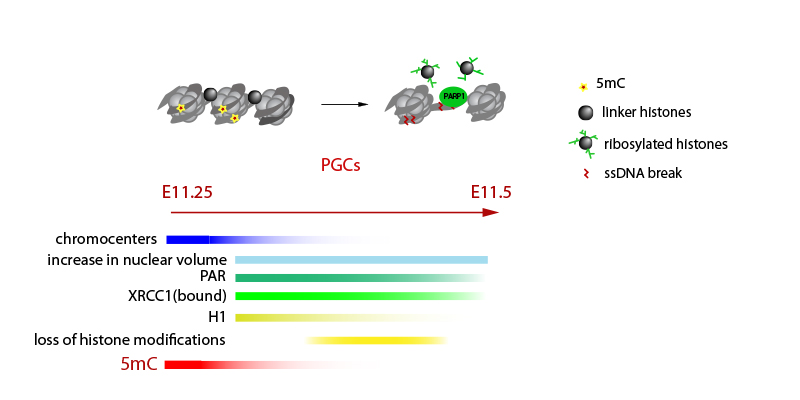 Reprogramming and Chromatin