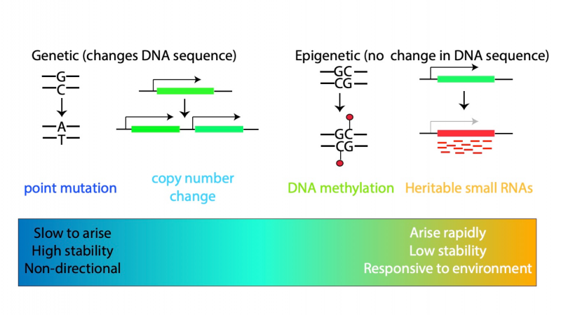 Epigenetics - evolution in the fast lane?