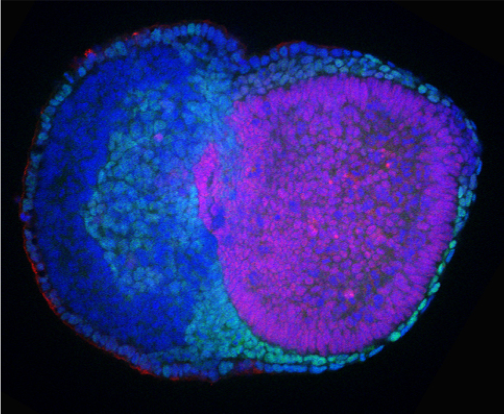 New insights into amniote evolution