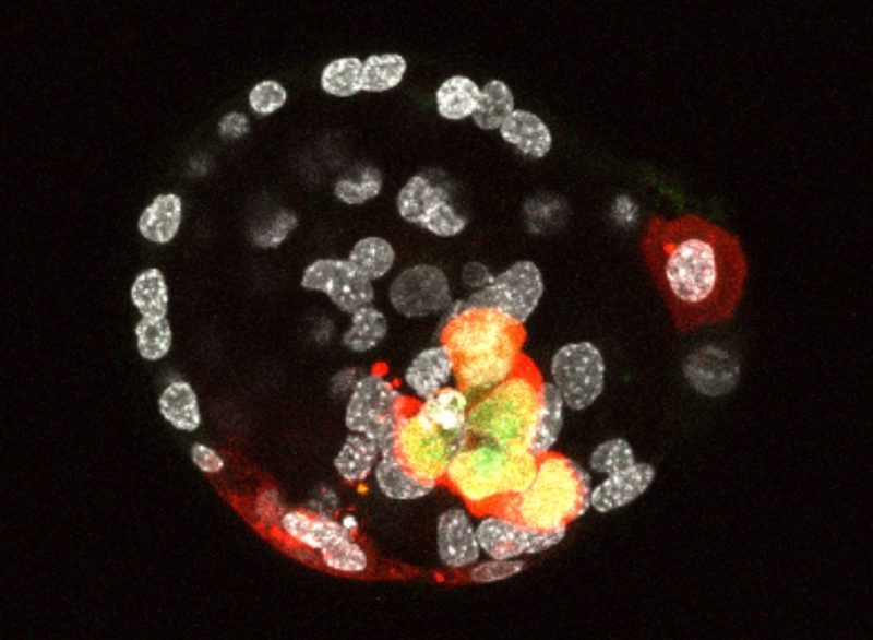 Chromatin and development