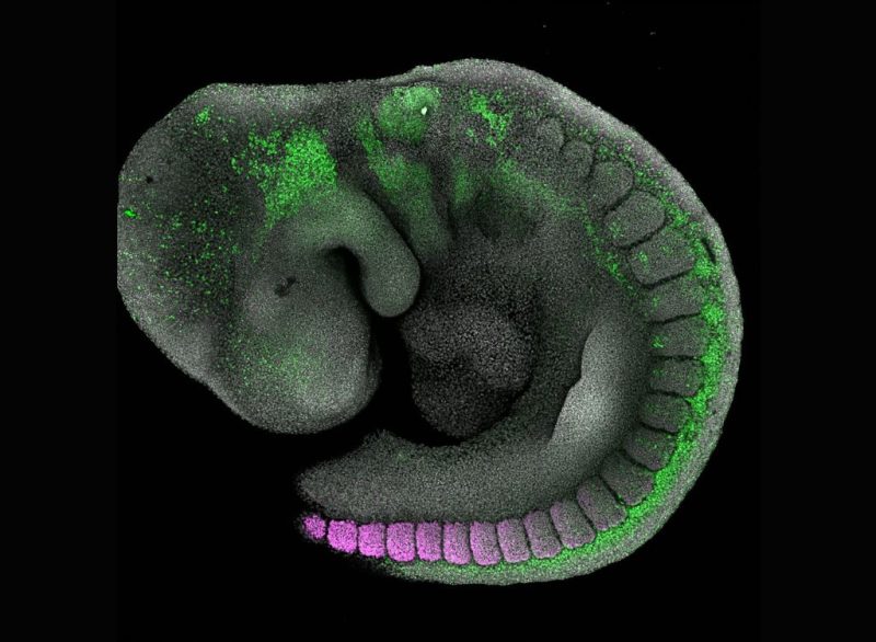 Development and transcriptional control