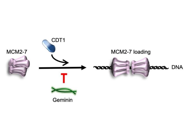 Role of Geminin in DNA replication