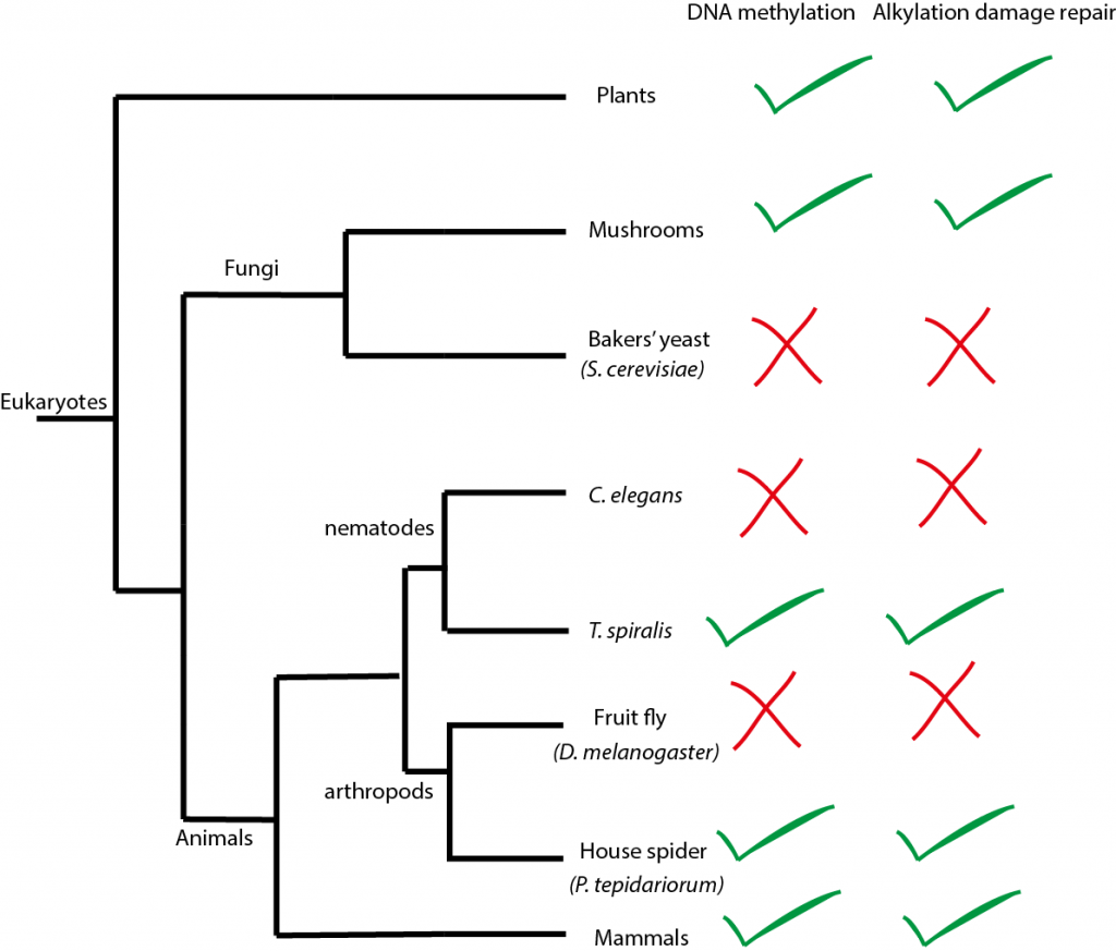 The hidden dangers of epigenetic gene regulation
