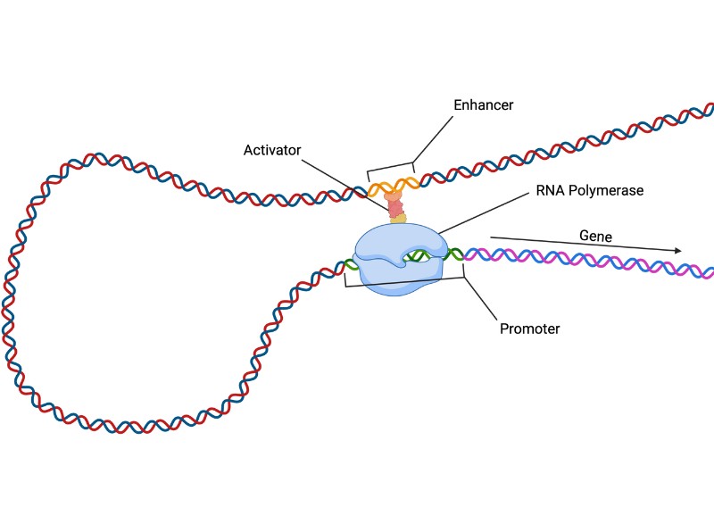 Schematic of Looping DNA