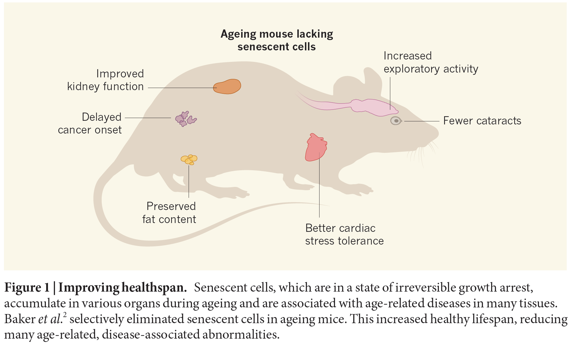 CSC duo in Nature “News and Views” on ageing