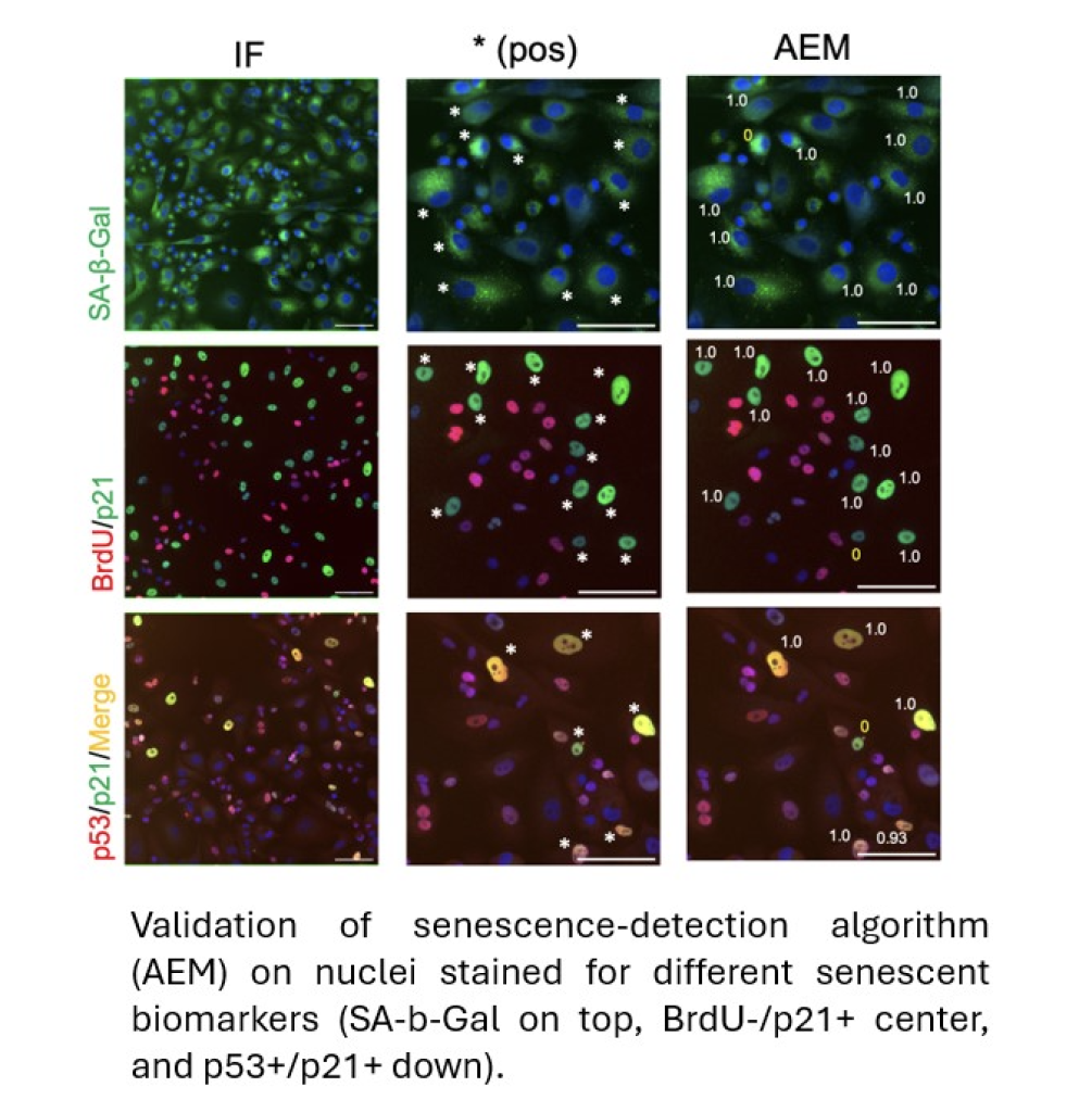 Validation of senescence-detection algorithm (AEM)