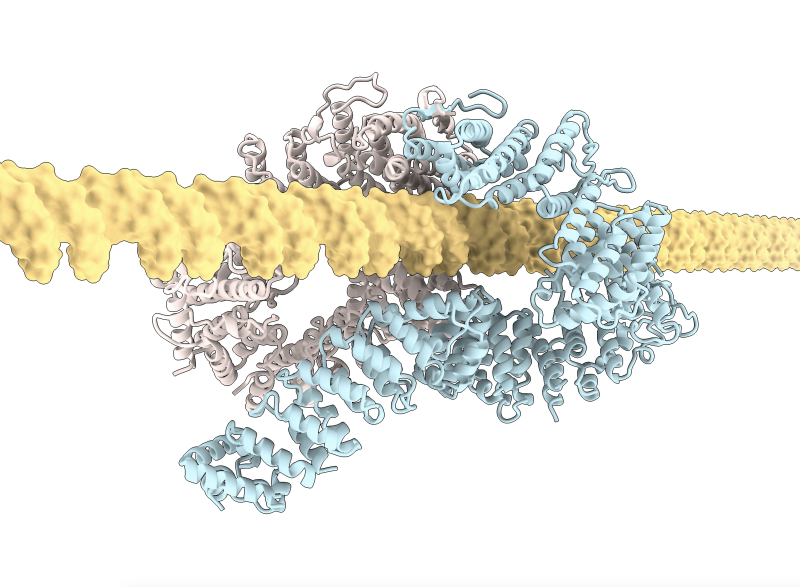 FANCI that! Decades long mystery of how DNA damage by sunlight, alcohol and pollution is identified so it can be repaired, is solved. Opens up opportunities for improved cancer treatments.