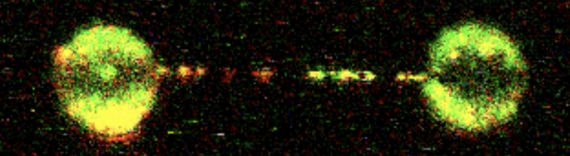 Click here to see the FANCID2-FANCI complex moving along the DNA molecule.